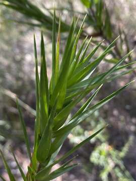 Image of Styphelia longifolia R. Br.