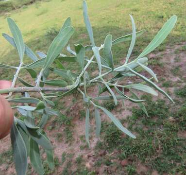 Image of Narrow-leaved mustard tree