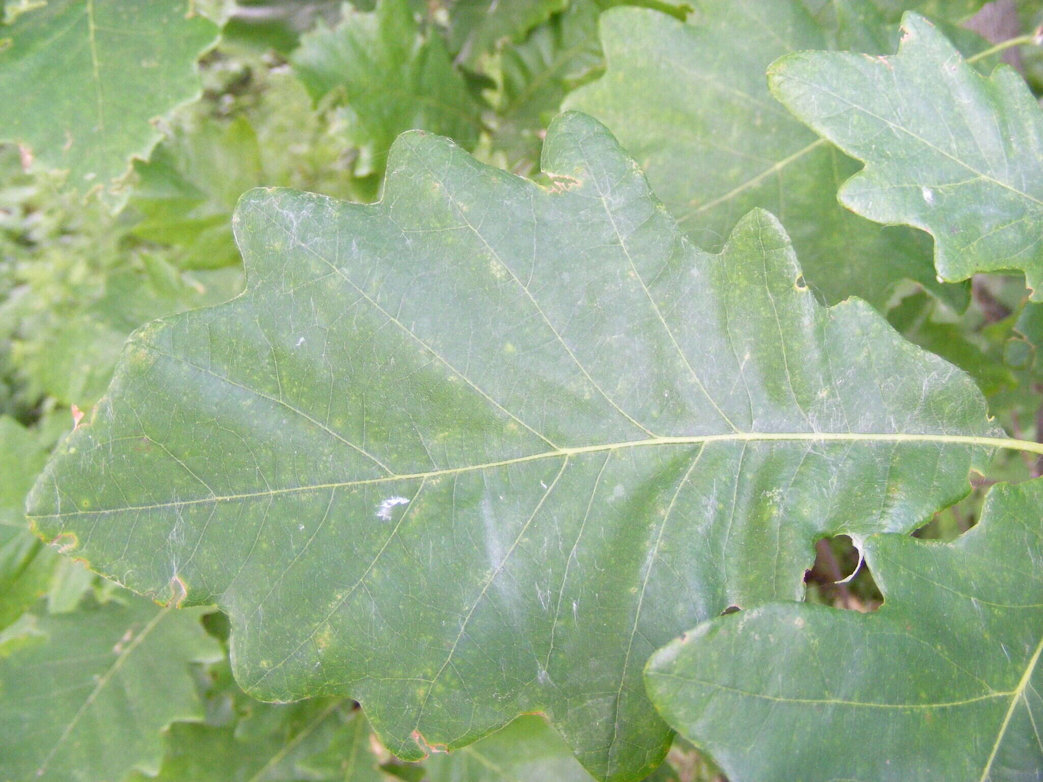 Image of Swamp White Oak