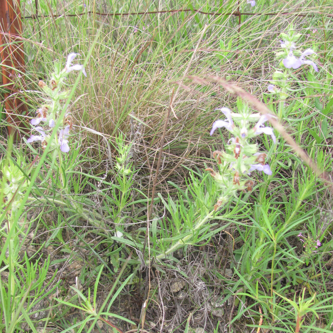 Sivun Salvia engelmannii A. Gray kuva