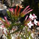 Erica infundibuliformis Bartl. resmi