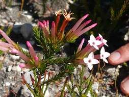 Image of Erica infundibuliformis Bartl.