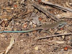 Image of New Mexico whiptail