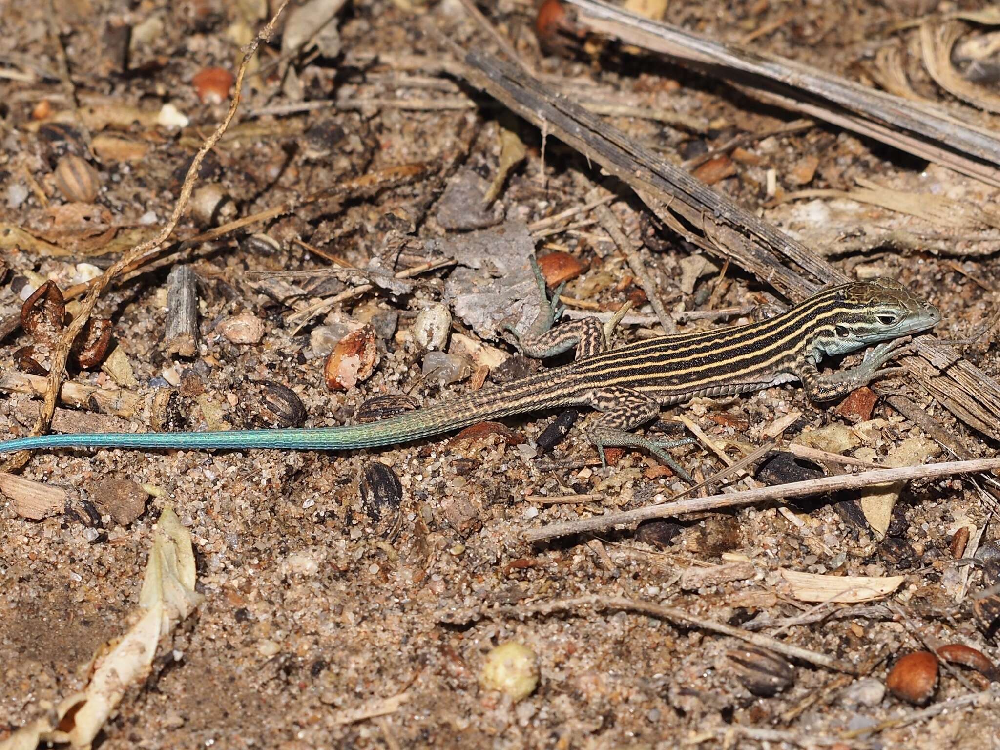 Image of New Mexico whiptail