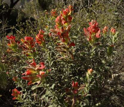 Image of Castilleja auriculata Eastwood