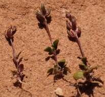 Sivun Phyllopodium viscidissimum O. M. Hilliard kuva