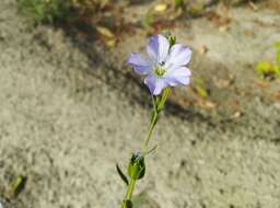 Image of common flax