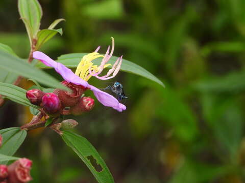 Image of Mud dauber