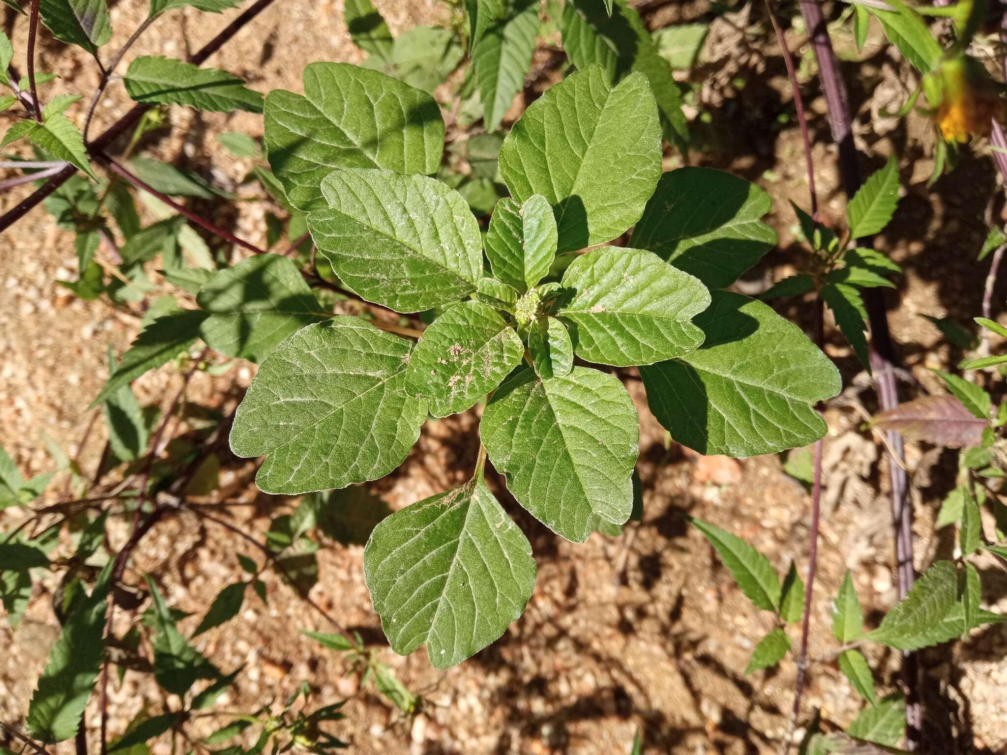 Amaranthus emarginatus subsp. emarginatus resmi