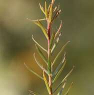 Imagem de Linum alpinum Jacq.