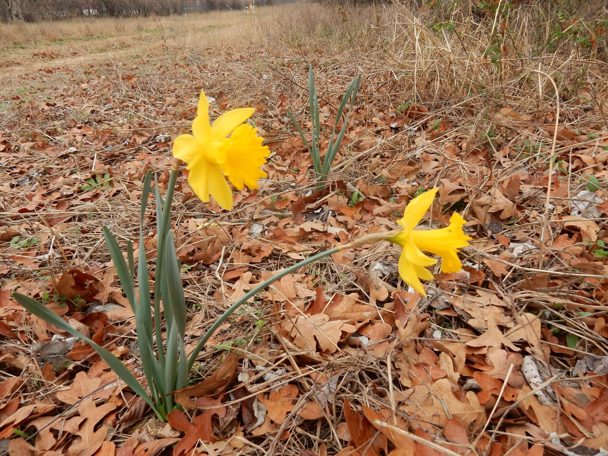 Image of daffodil