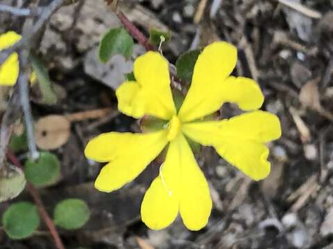 Image of Hibbertia decumbens H. R. Toelken