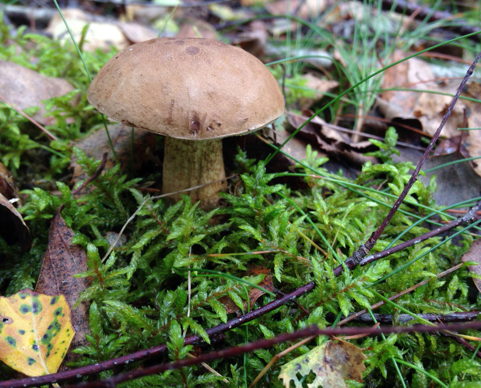 Image of Tylopilus felleus (Bull.) P. Karst. 1881