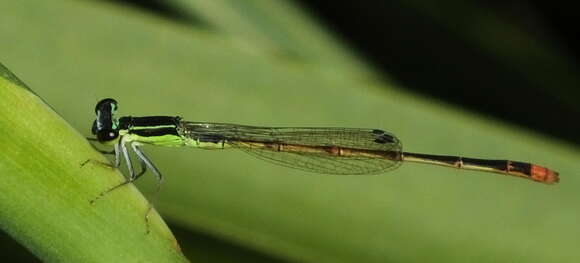 <i>Agriocnemis <i>falcifera</i></i> falcifera resmi