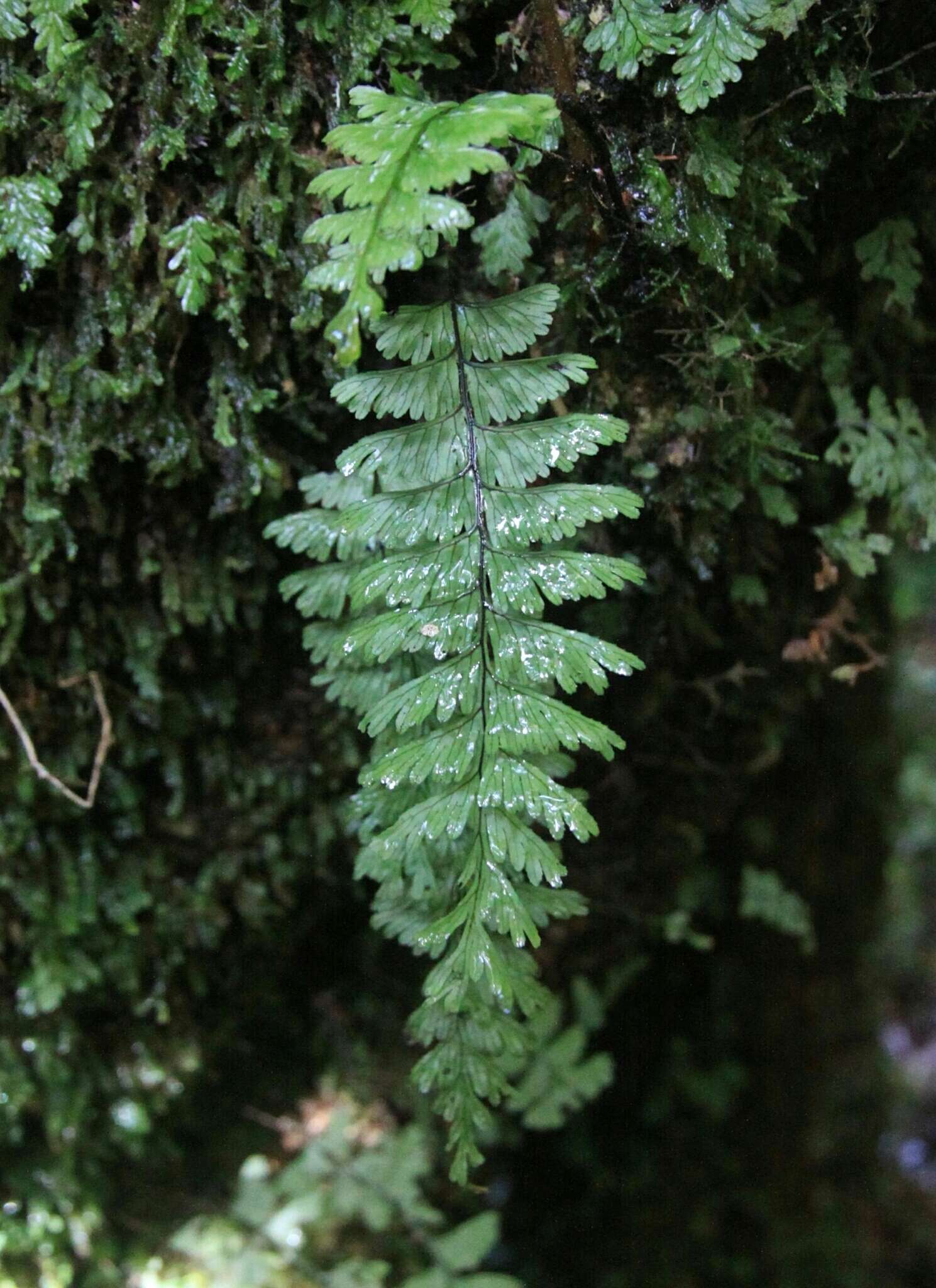 Image of Hymenophyllum pectinatum Cav.