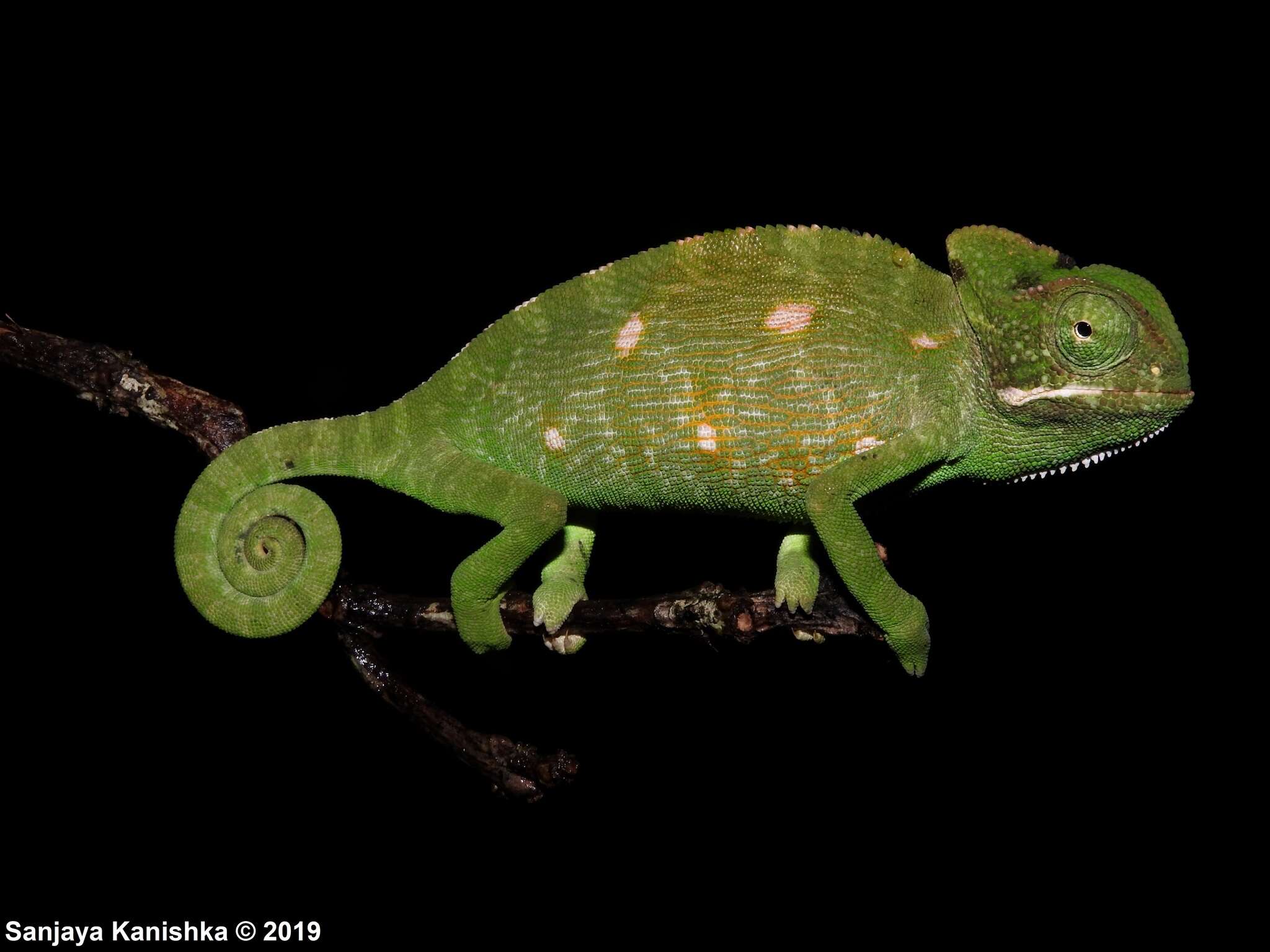 Image of Asian Chameleon