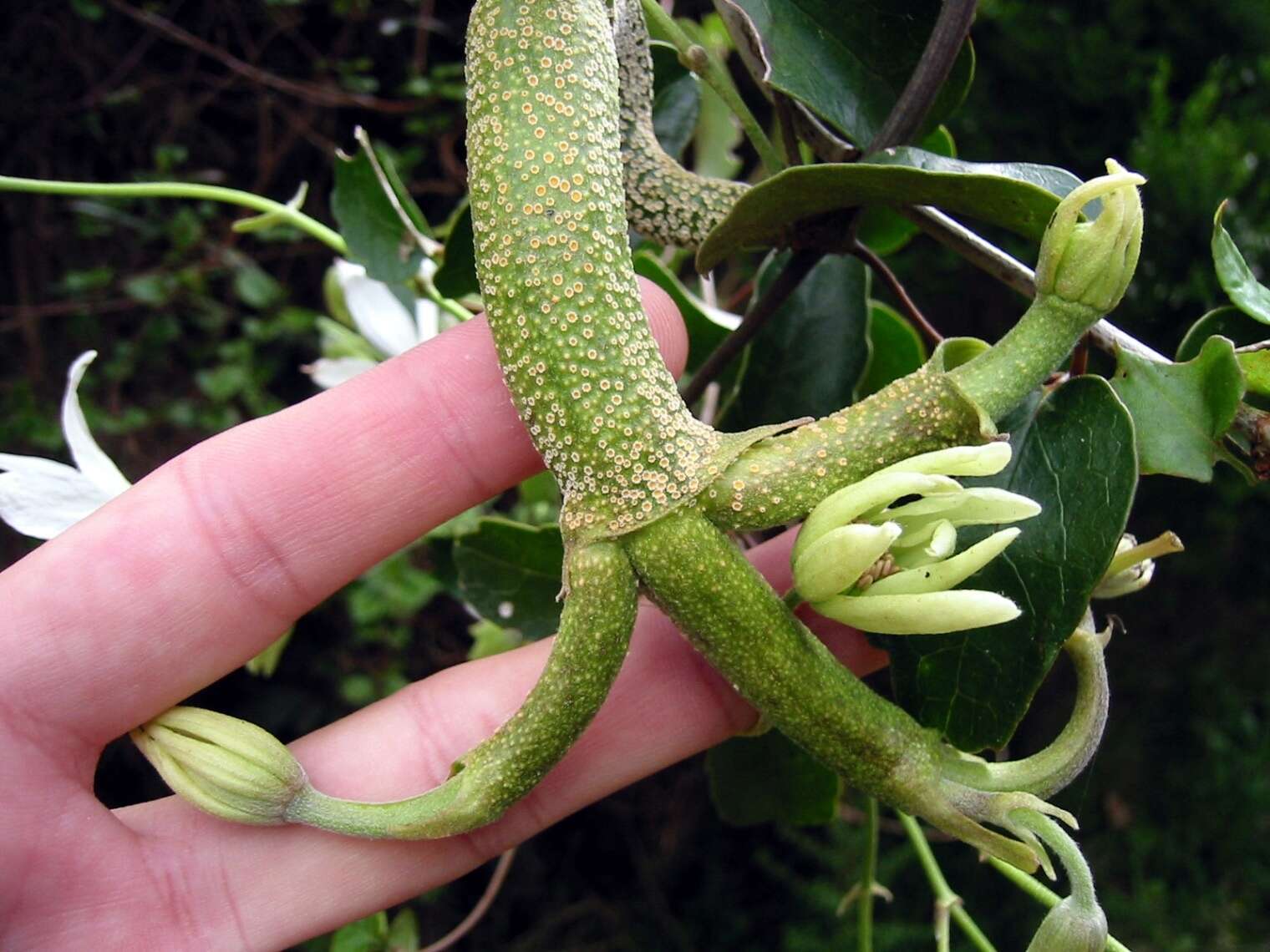 Image of Puccinia otagensis