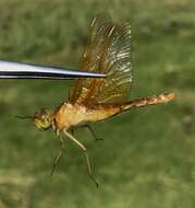 Image of Sympetrum croceolum (Selys 1883)