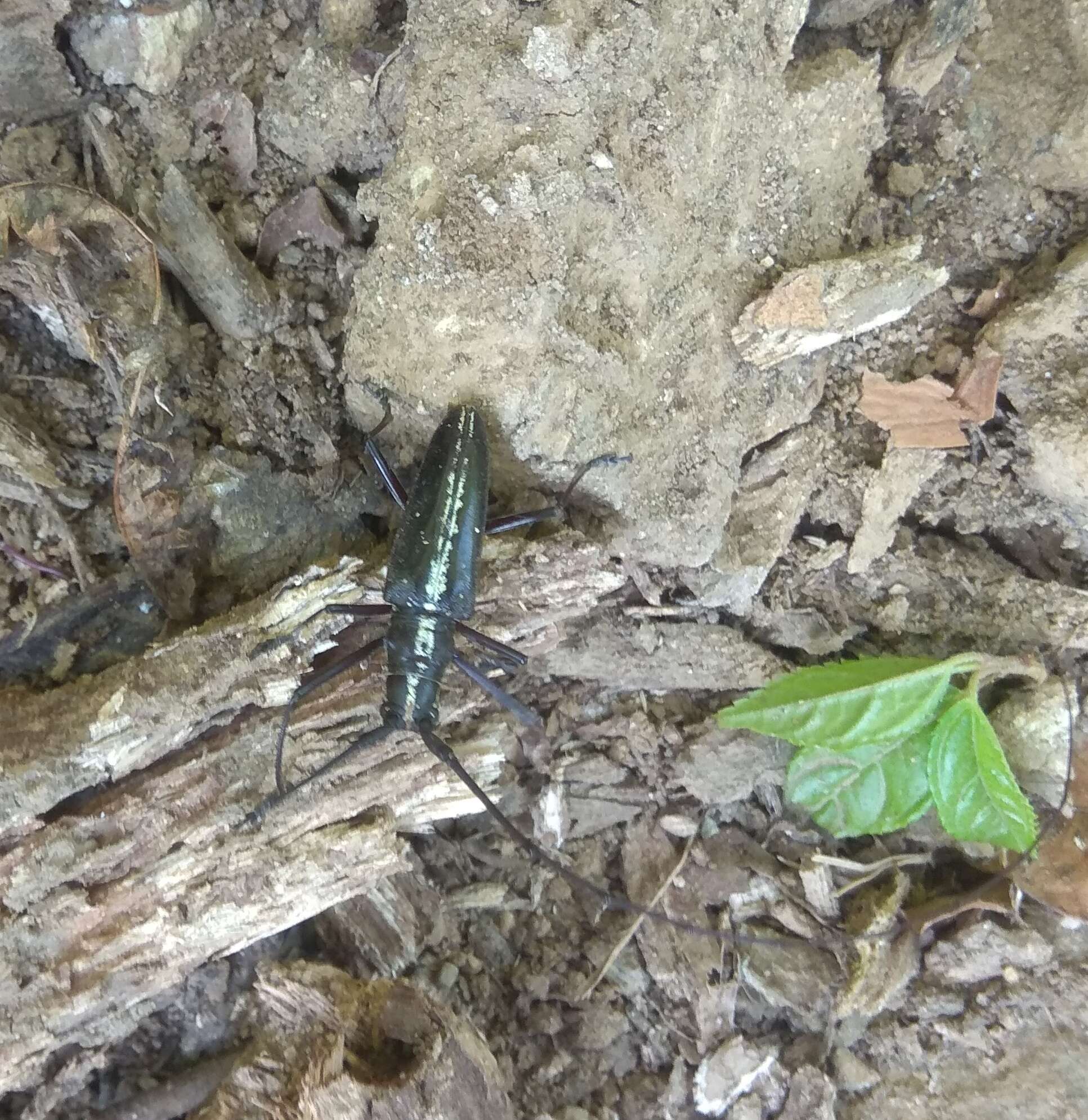 Taeniotes scalatus (Gmelin 1790) resmi