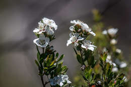 Sivun Leptospermum turbinatum J. Thompson kuva