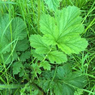 Image de Geum macrophyllum var. macrophyllum