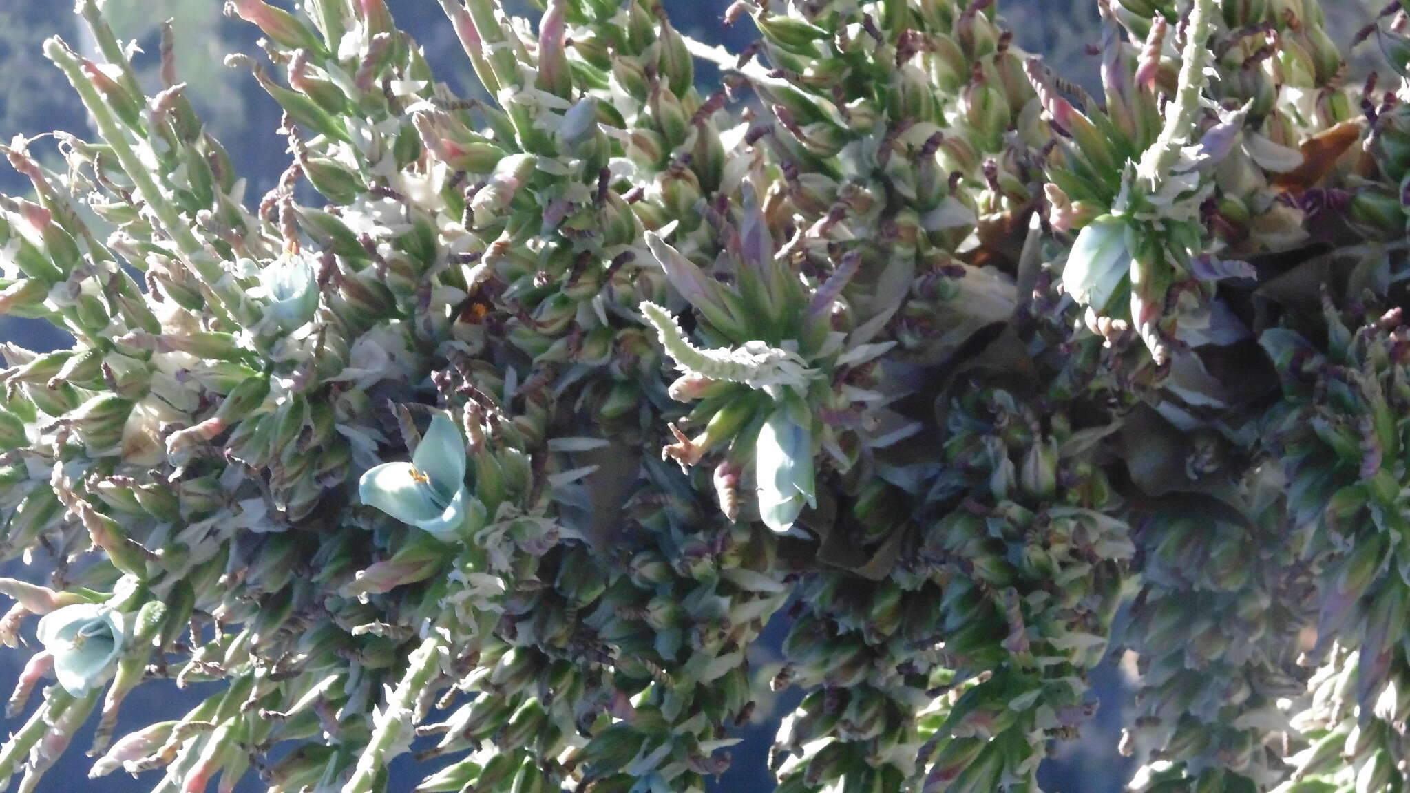 Puya alpestris subsp. zoellneri Zizka, J. V. Schneid. & Novoa的圖片