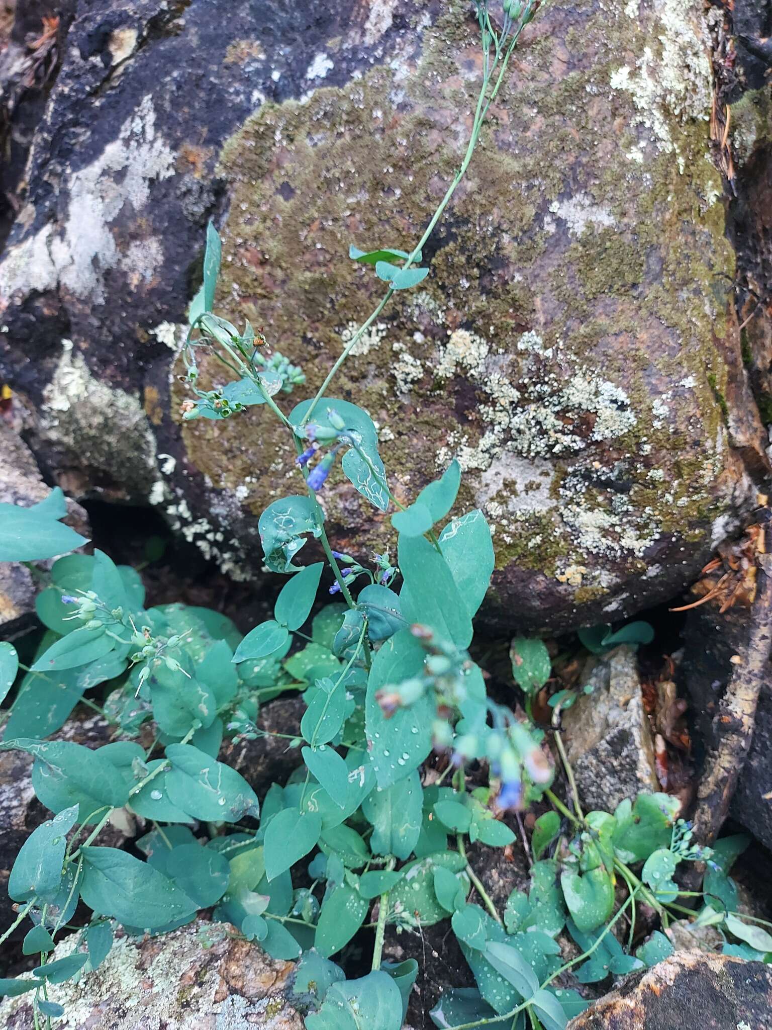 Image of Mertensia serrulata (Turcz.) DC.