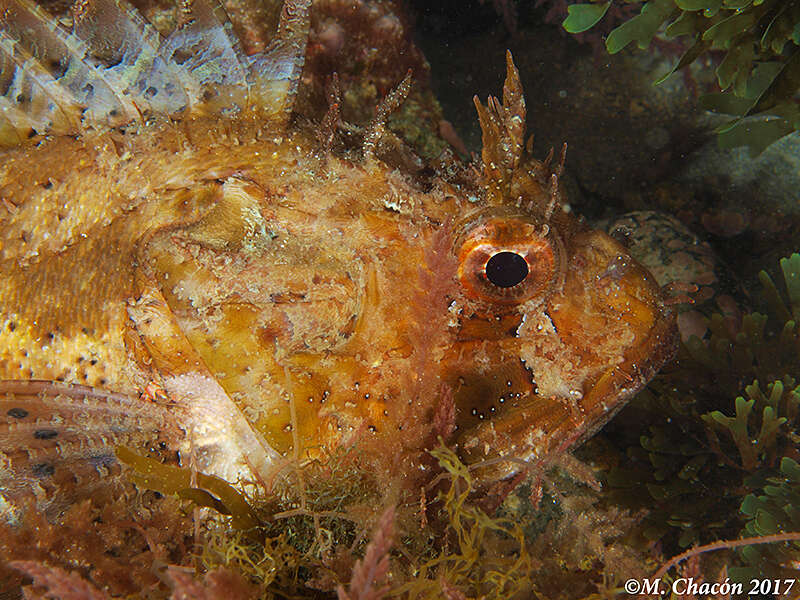 Image of Black Scorpion-fish