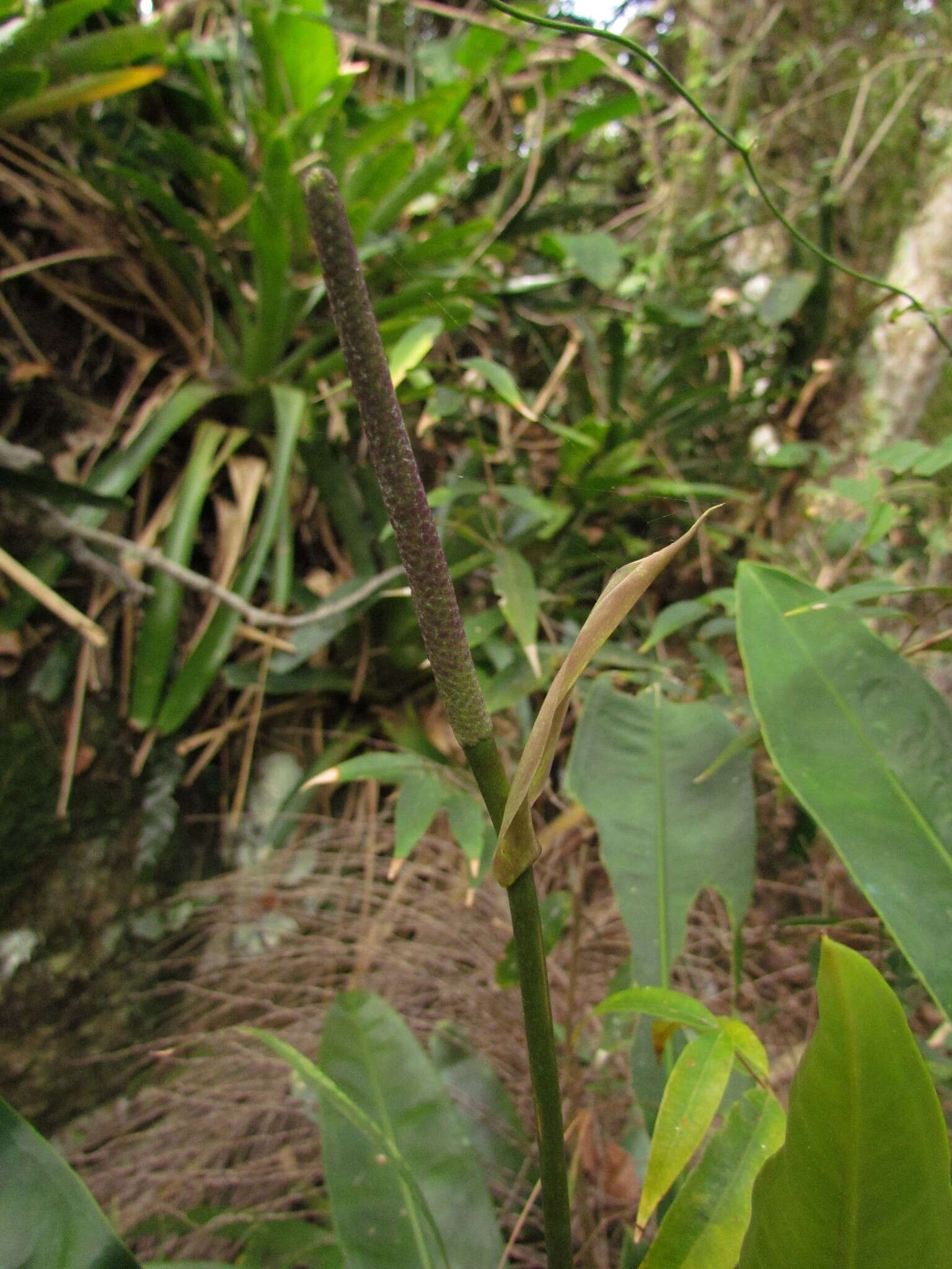 Image of Anthurium gaudichaudianum Kunth