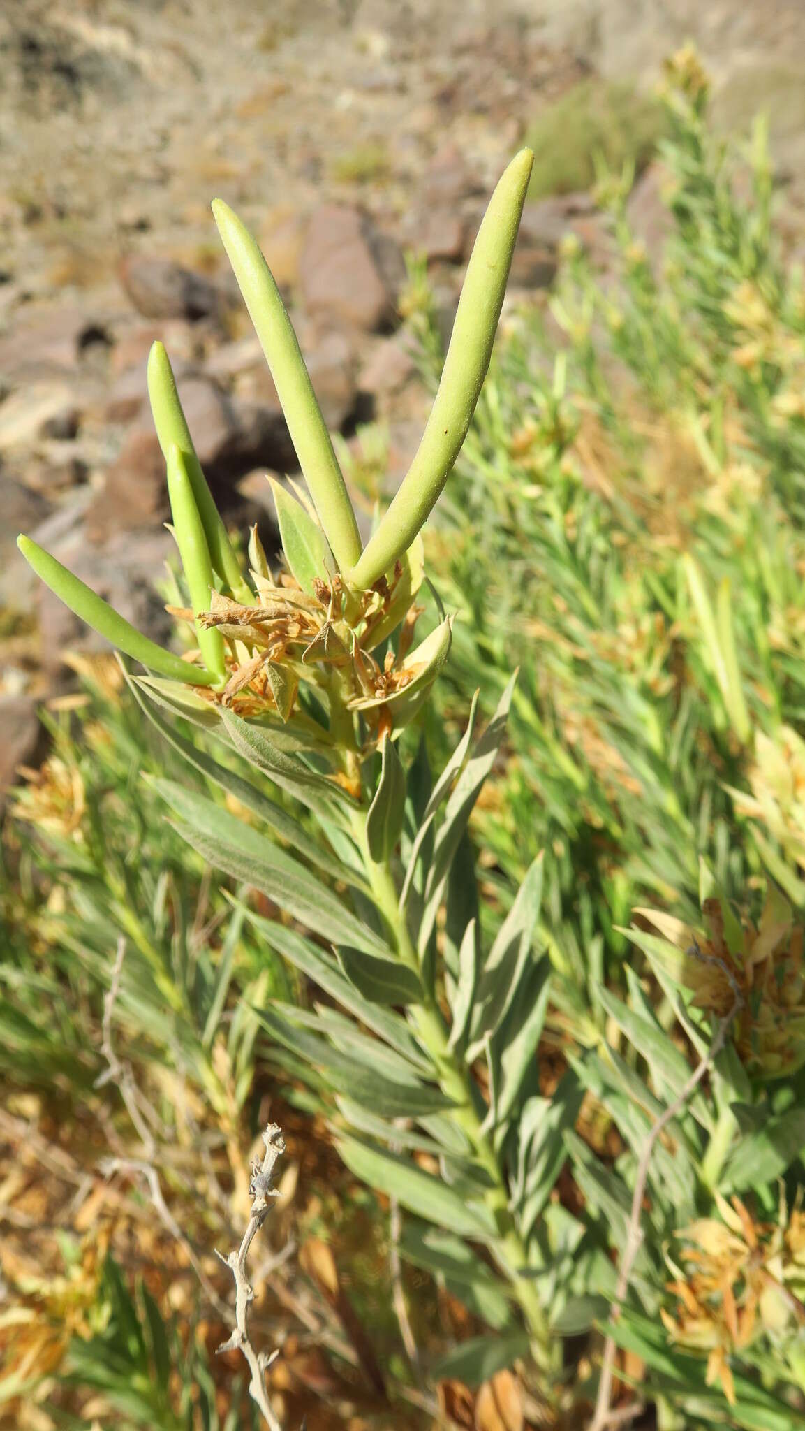 Image de Rhazya stricta Decne.