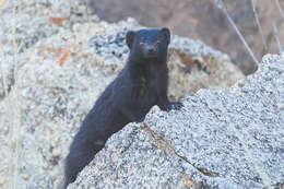 Image of Angolan Slender Mongoose