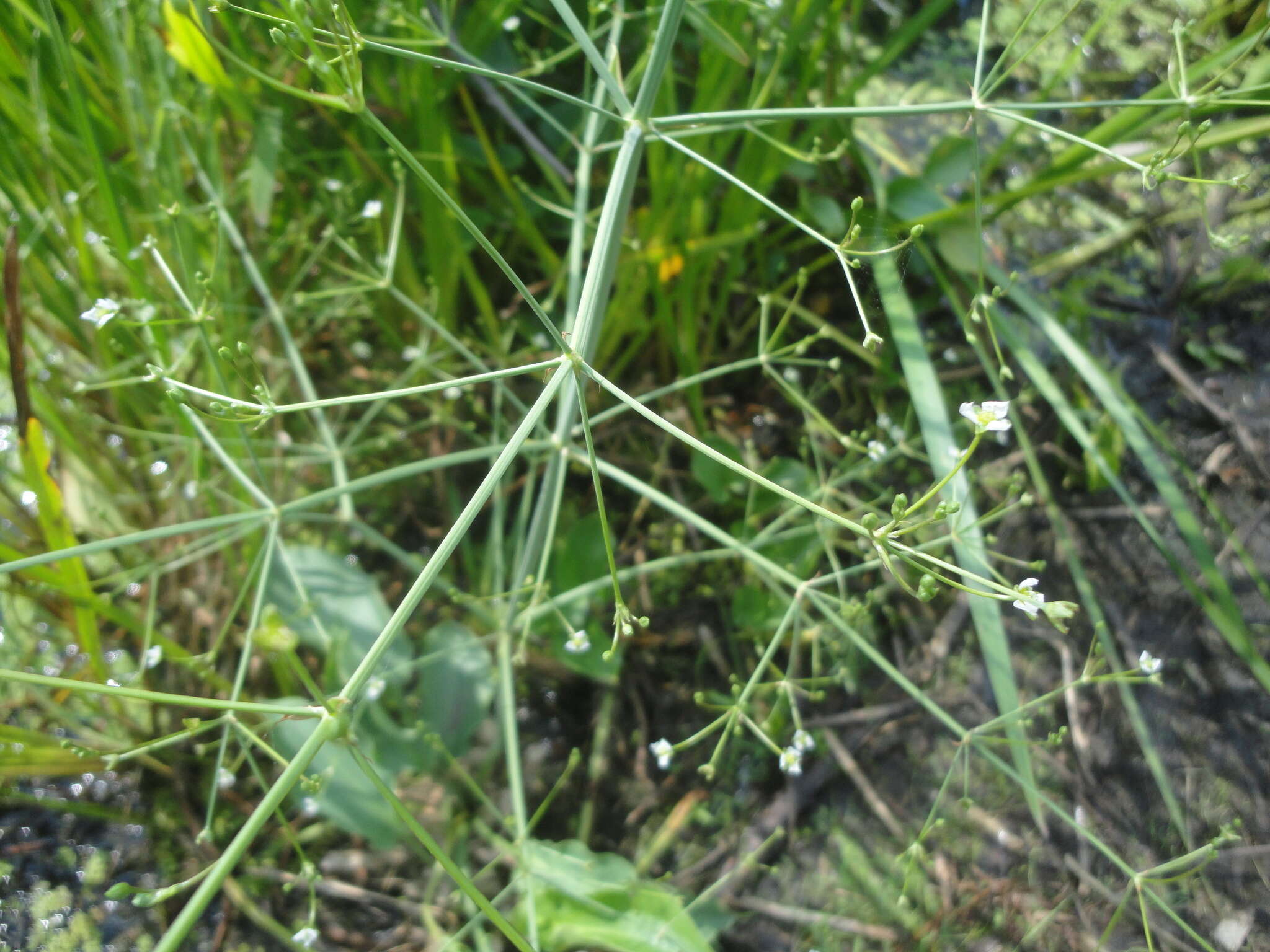 Image of Asian Water-Plantain