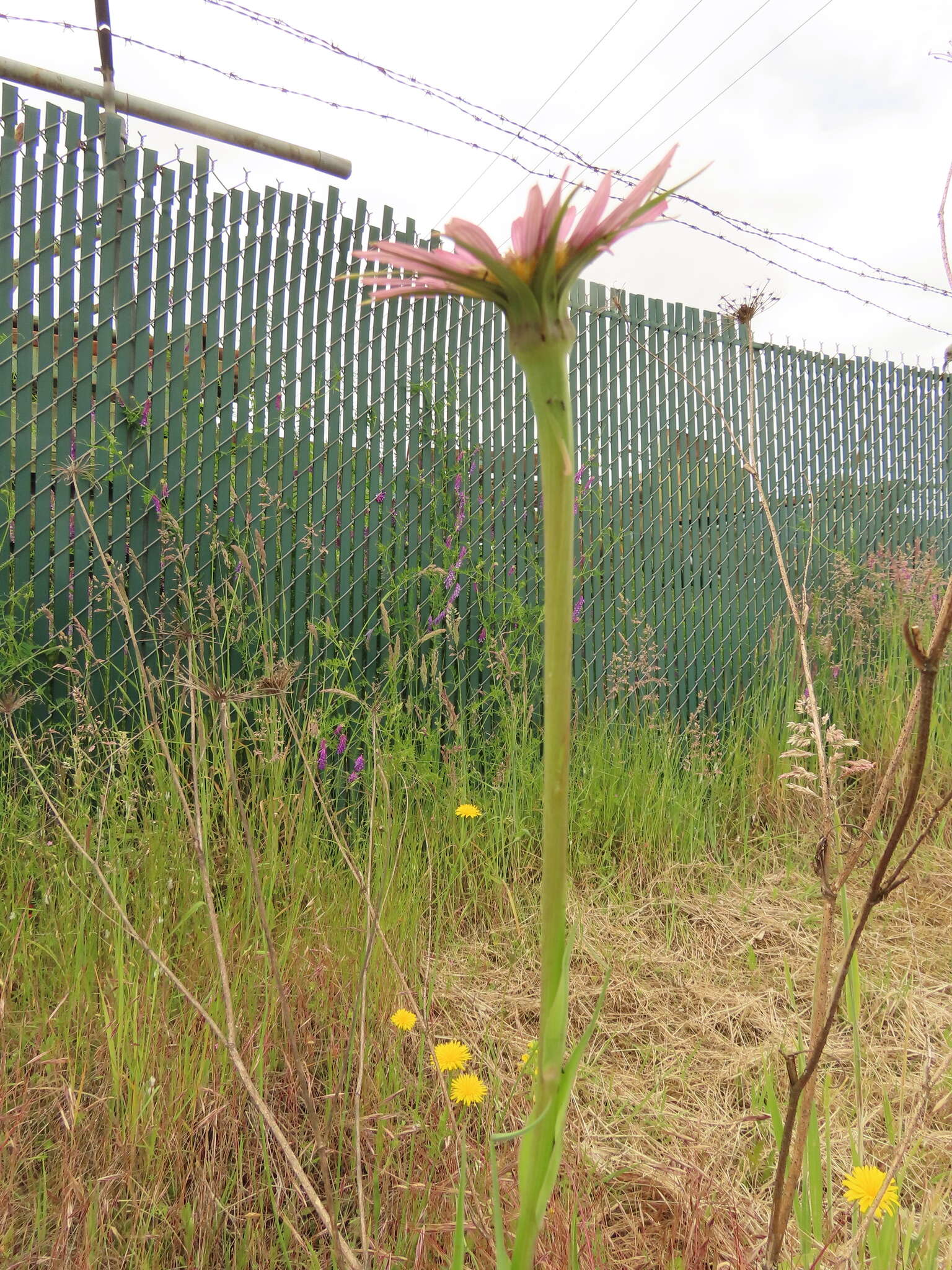 Image of remarkable goatsbeard