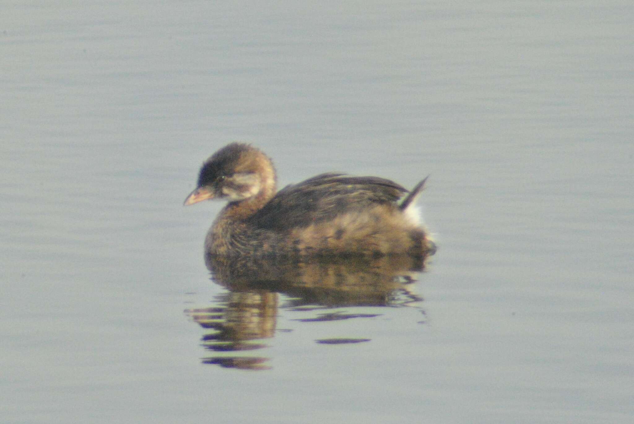 Imagem de Podilymbus podiceps podiceps (Linnaeus 1758)