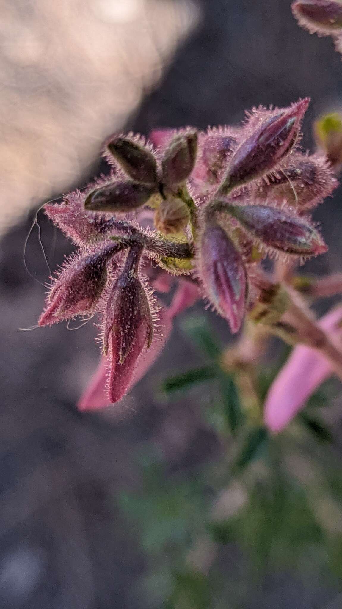 Image of shrubby restharrow