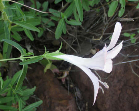 Image of Barleria pretoriensis C. B. Cl.