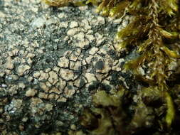 Image of lecidea lichen