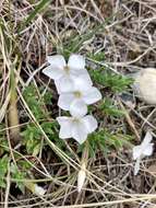 Image of alyssumleaf phlox