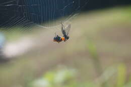 Image of Micrathena glyptogonoides Levi 1985