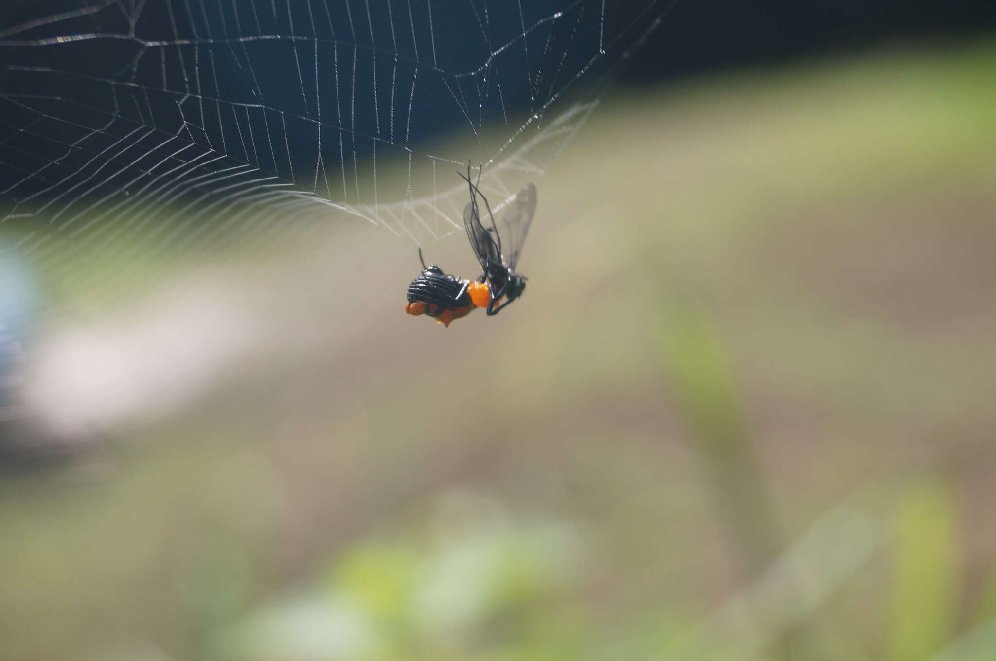 Image of Micrathena glyptogonoides Levi 1985