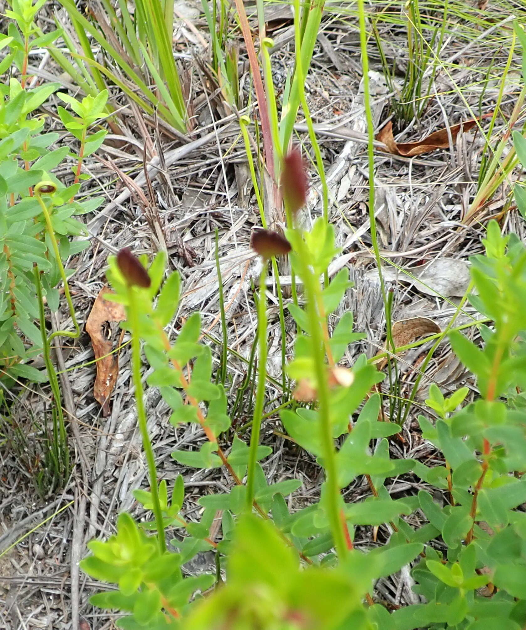 Imagem de Schizaea pectinata (L.) Sw.