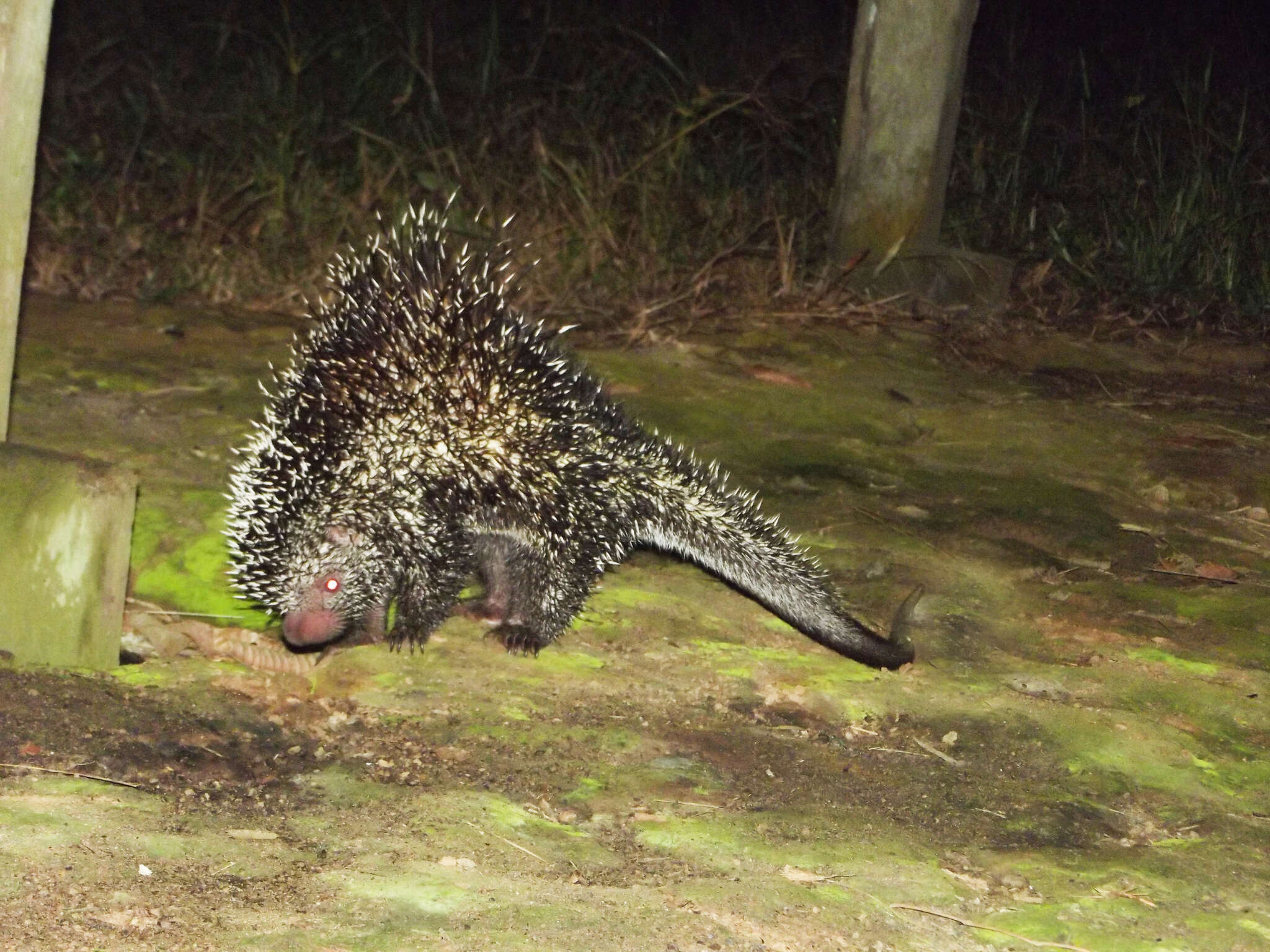 Coendou prehensilis (Linnaeus 1758) resmi