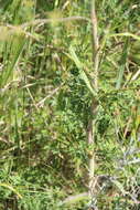 Image of Eleutherospermum cicutarium (M. Bieb.) Boiss.