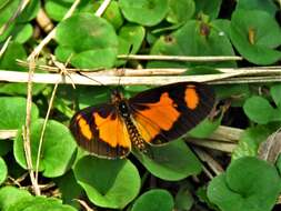 Image de Acraea acerata Hewitson 1874