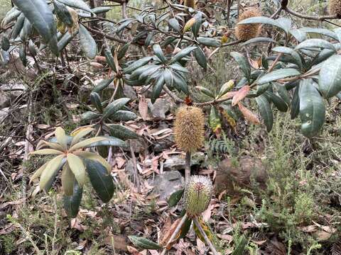 Image of Banksia saxicola A. S. George