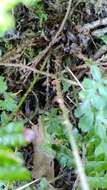 Image of Polystichum piceopaleaceum Tag.