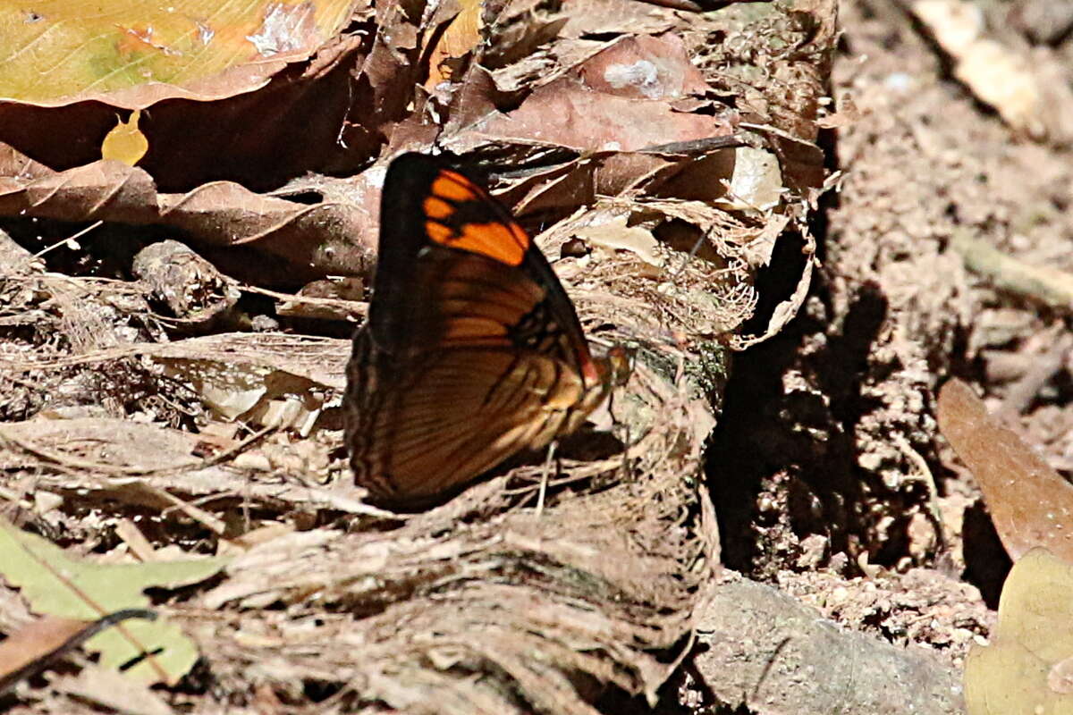 Imagem de <i>Adelpha mesentina</i>