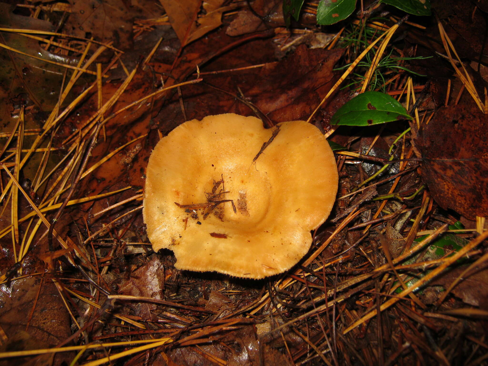 Image of Lactarius croceus Burl. 1908