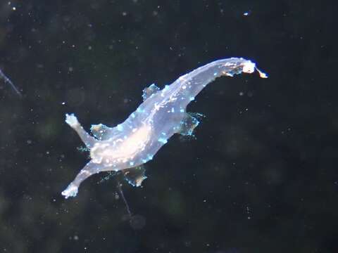 Image of Iridescent nudibranch