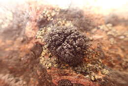 Image of Lecanoraceae